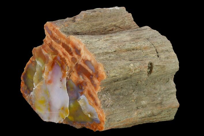 Polished Rainbow Petrified Wood (Araucarioxylon) - Arizona #147892